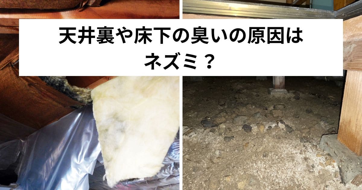 天井裏や床下の臭いの原因はネズミ?