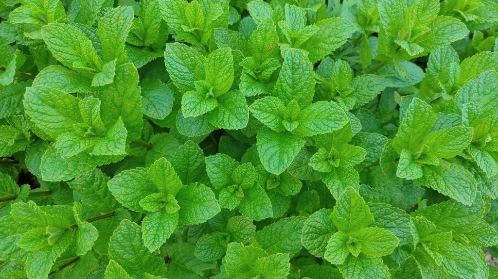 ネズミの嫌いな匂い ハッカ油(ペパーミント)