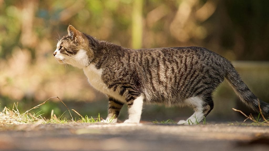 ネズミの嫌いな匂い 猫 ハムスターなどの匂い