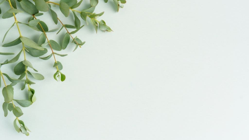 ネズミの嫌いな匂い ユーカリ ティーツリーオイル