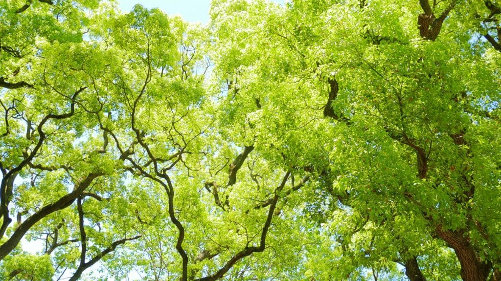 ネズミの嫌いな匂い 樟脳 カンフル