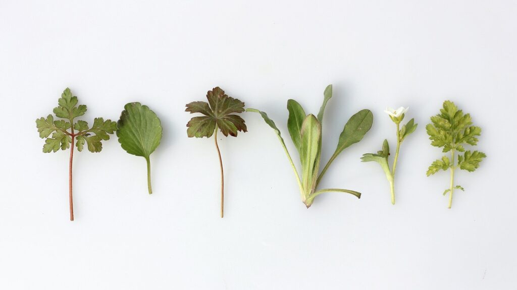 ネズミの嫌いな匂い ミント・ハーブ類