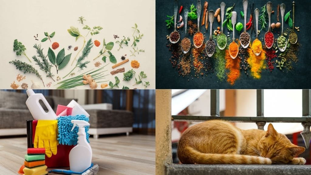 ネズミの嫌いな匂い16選