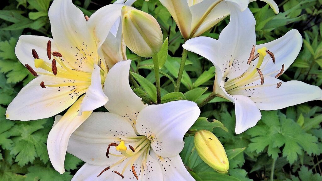 ネズミの嫌いな匂い 百合の花