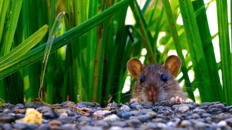 ネズミはどんなニオイ？糞尿や死骸などの発生原因とその対策について