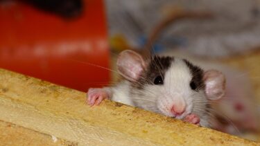 ネズミ撃退の超音波は人間の耳には聞こえる？周波数などについて