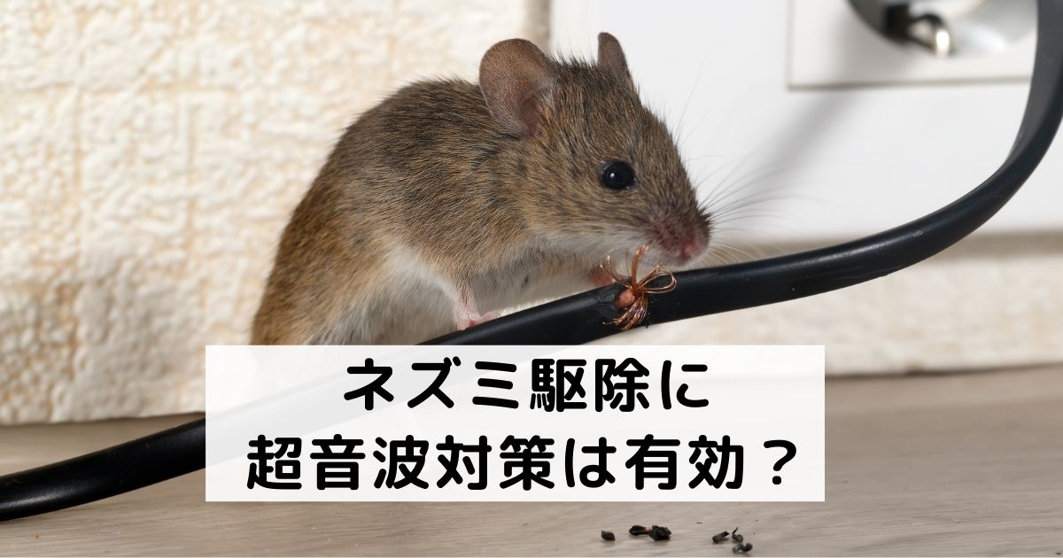 ネズミ駆除に超音波対策は有効？
