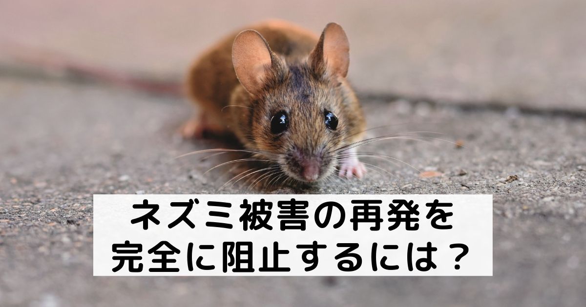 ネズミ被害の再発を完全に阻止するには？