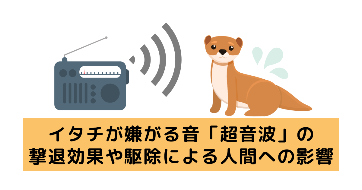 イタチが嫌がる音 超音波 の撃退効果や駆除による人間への影響は 害獣駆除plus プロが解説するお役立ち情報サイト