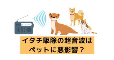 イタチ駆除の超音波はペットに悪影響？犬や猫がいてもOKな対策は？