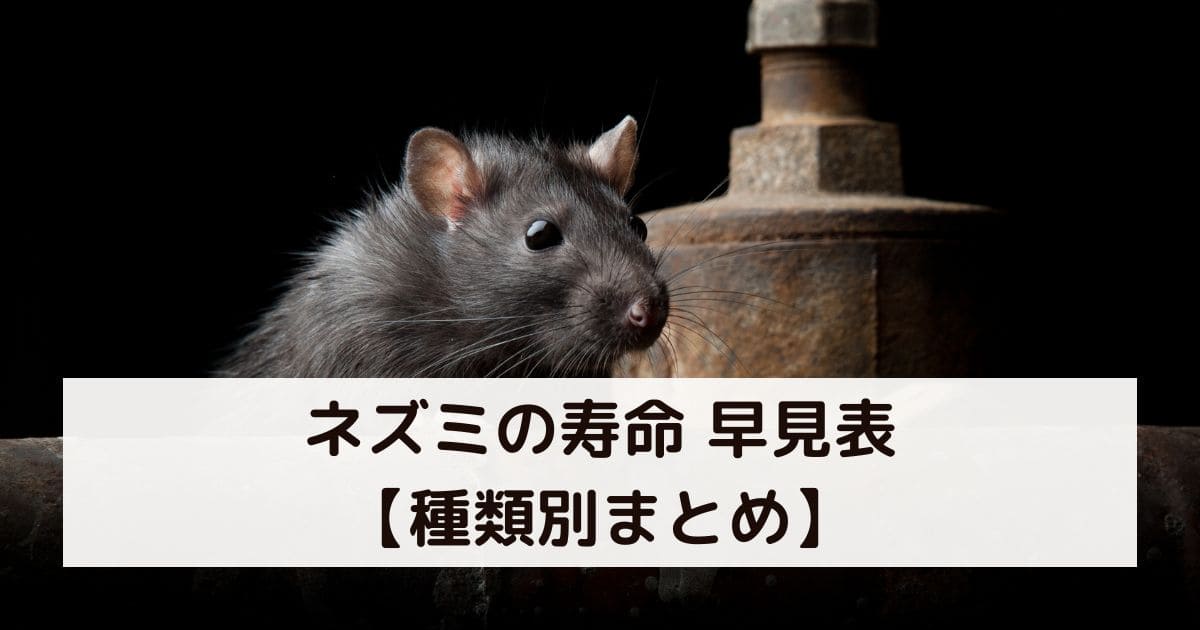 ネズミの寿命 早見表【種類別まとめ】