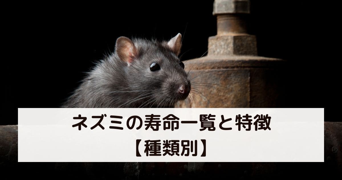 ネズミの寿命 早見表【種類別まとめ】