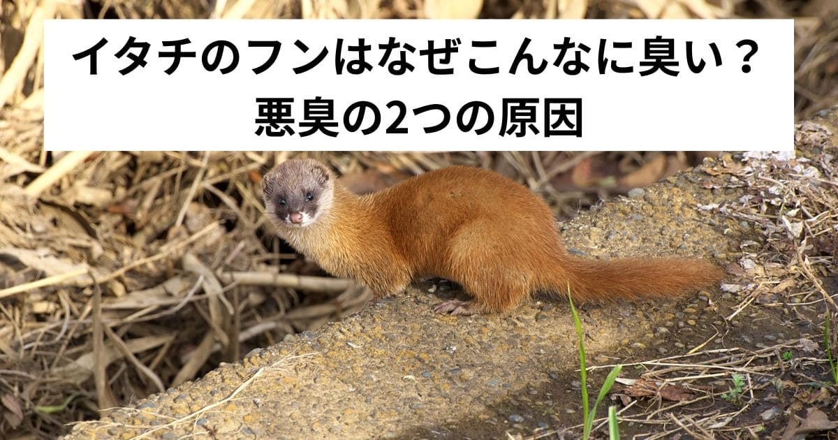 イタチのフンはなぜこんなに臭い？悪臭の2つの原因