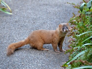イタチコラム 屋内まで漂う糞尿の悪臭対策について 害獣駆除plus プロが解説するお役立ち情報サイト