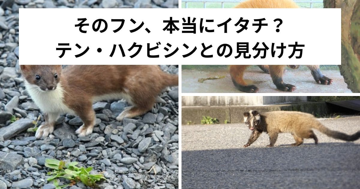 そのフン、本当にイタチ？テン・ハクビシンとの見分け方