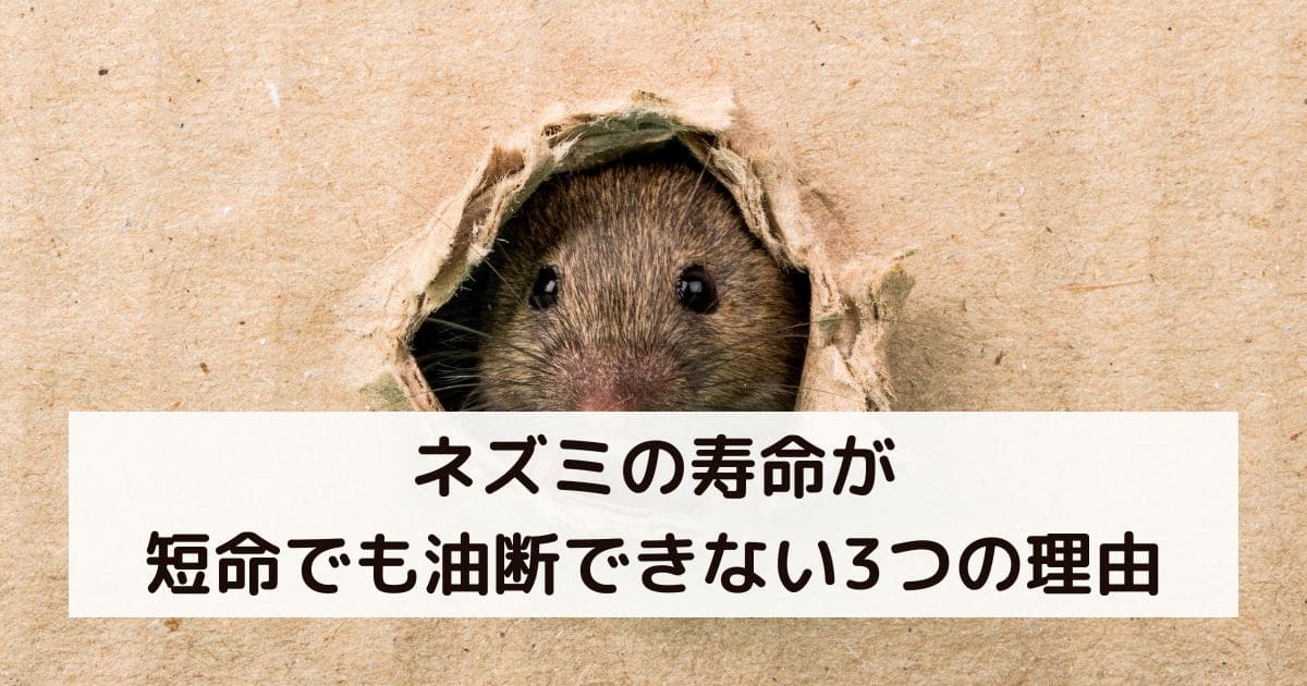 ネズミの寿命が短命でも油断できない3つの理由