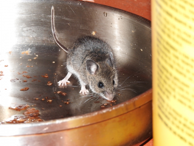 【年間７０匹も増える！】ネズミの繁殖力と被害放置の危険性について