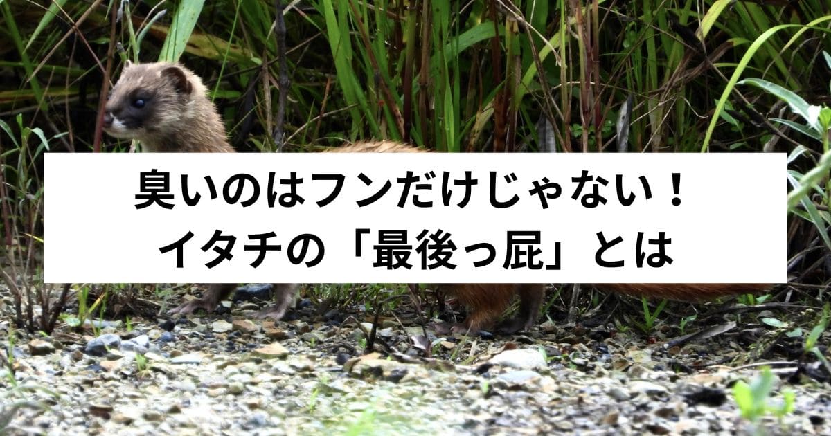 臭いのはフンだけじゃない！イタチの「最後っ屁」とは