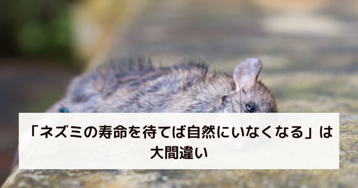 「ネズミの寿命を待てば自然にいなくなる」は大間違い