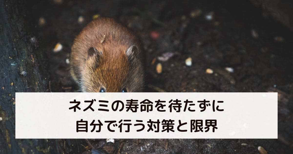 ネズミの寿命を待たずに自分で行う対策と限界