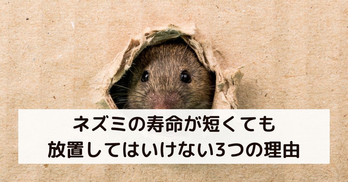 ネズミの寿命が短くても放置してはいけない3つの理由