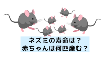 ネズミの寿命は？赤ちゃんは何匹産む？ネズミの生態について解説