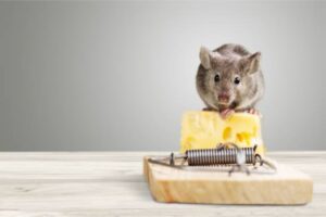 【ニオイ・音】ネズミの嫌いな物とは？被害に遭わない住環境を作ろう！