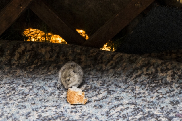 【年間７０匹も増える！】ネズミの繁殖力と被害放置の危険性について