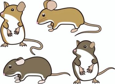 家に住み着くネズミは３種類！それぞれの見分け方や特徴についてプロが解説