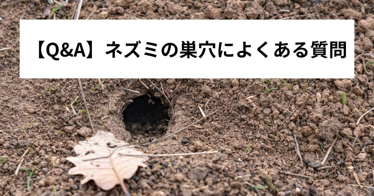【Q&A】ネズミの巣穴によくある質問