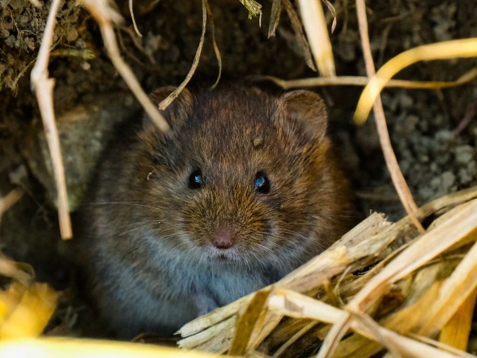 ネズミの穴の特徴