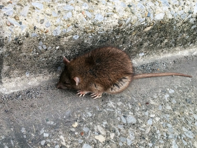 【年間７０匹も増える！】 ネズミの繁殖力と 被害放置の危険性について
