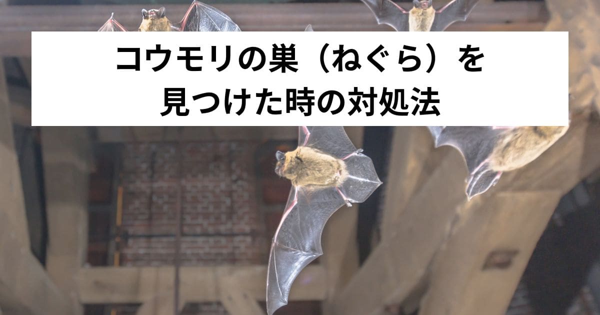 コウモリの巣（ねぐら）を見つけた時の対処法