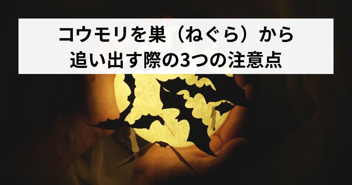 コウモリを巣（ねぐら）から追い出す際の3つの注意点