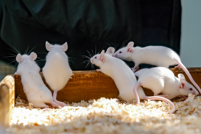 【ニオイ・音】ネズミの嫌いな物とは？被害に遭わない住環境を作ろう！
