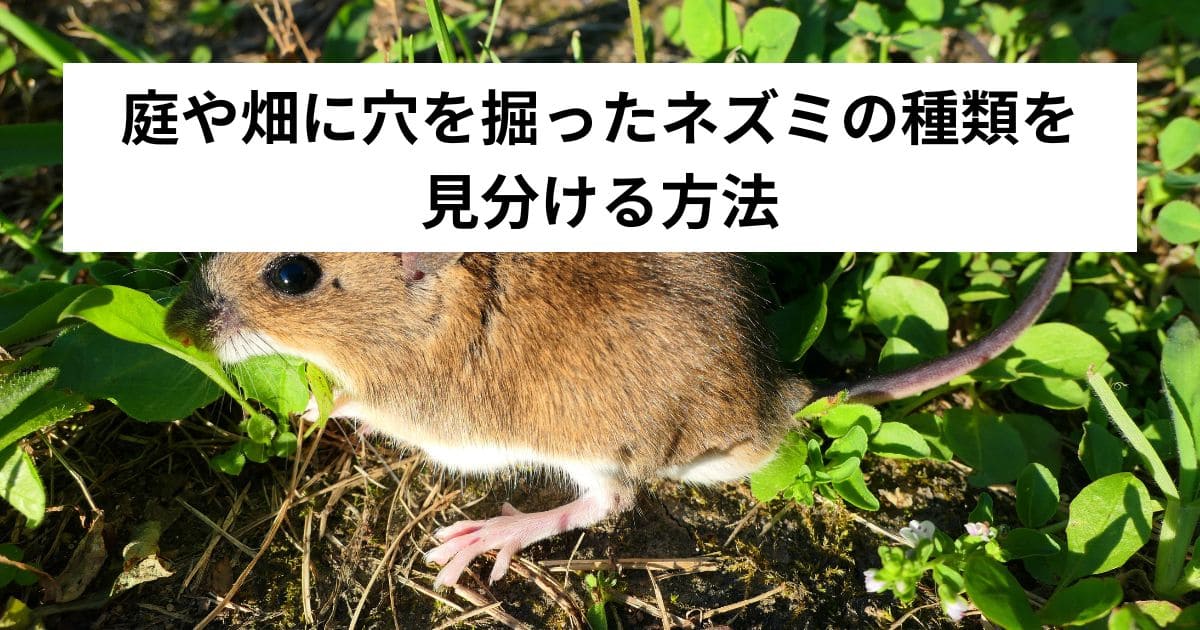 庭や畑に穴を掘ったネズミの種類を見分ける方法
