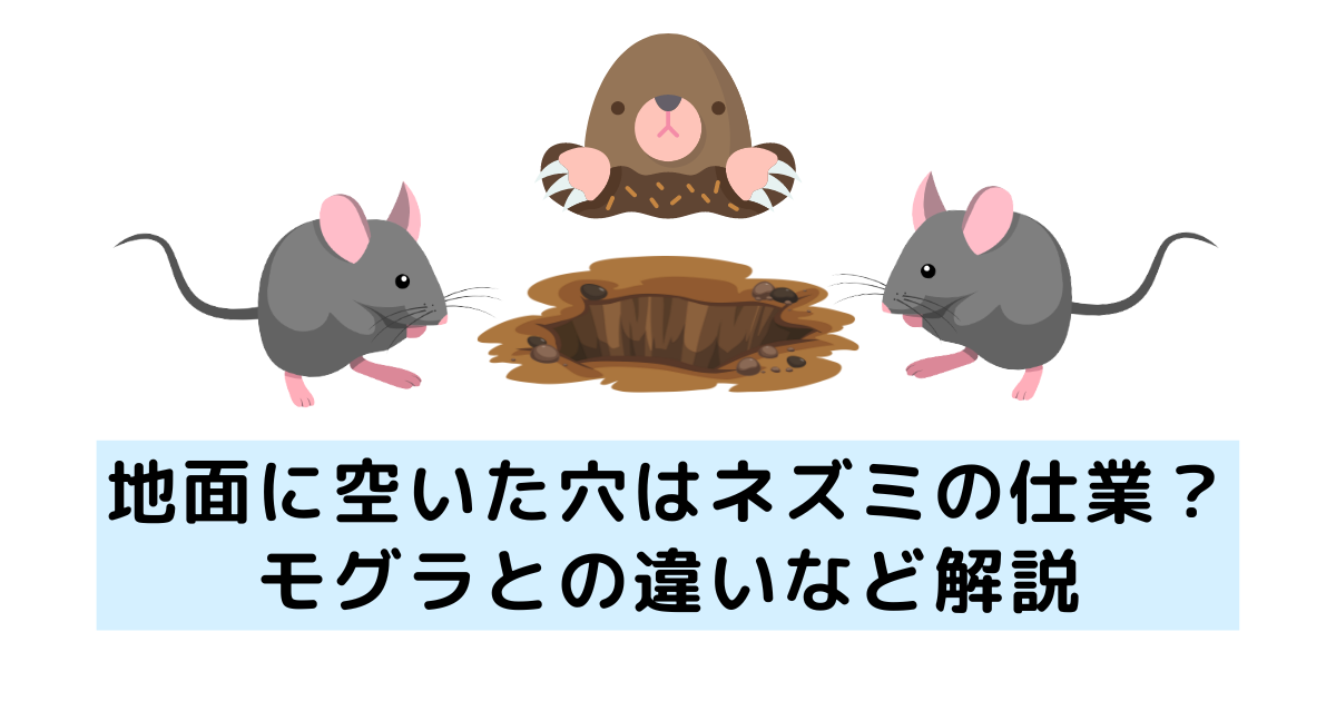 地面に空いた穴はネズミの仕業？モグラとの違いなど解説 - 駆除PLUS ...