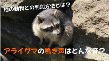 木酢液 激辛臭 アライグマが嫌いなものや苦手な匂いとは 害獣駆除plus プロが解説するお役立ち情報サイト