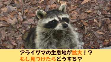 木酢液 激辛臭 アライグマが嫌いなものや苦手な匂いとは 害獣駆除plus プロが解説するお役立ち情報サイト