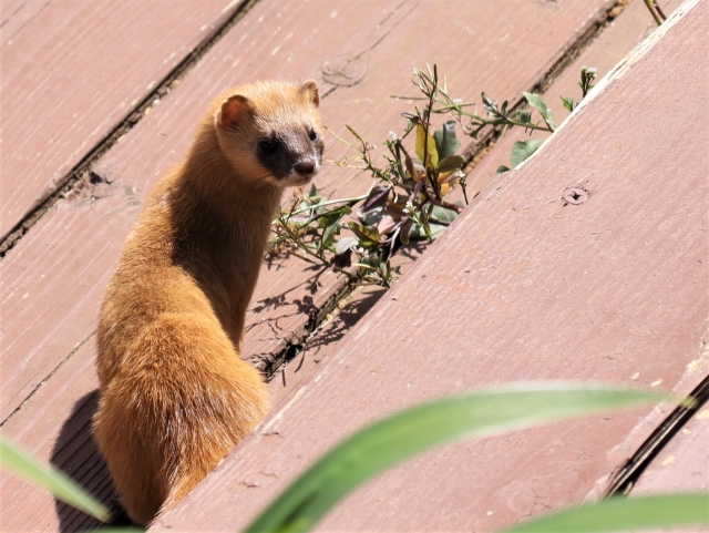 避けるべき食品
