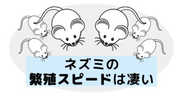 ネズミの繁殖スピードは凄い！家で見かけたら注意すべき被害内容は？