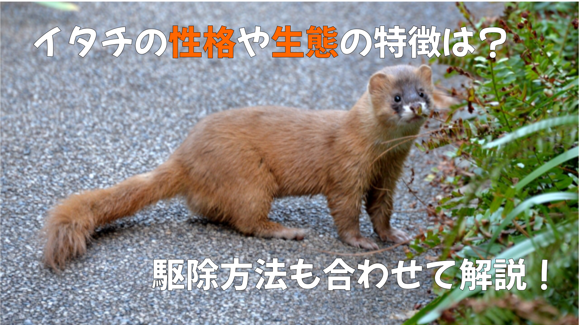 イタチの性格や生態の特徴は 駆除方法も合わせて解説 害獣駆除plus プロが解説するお役立ち情報サイト