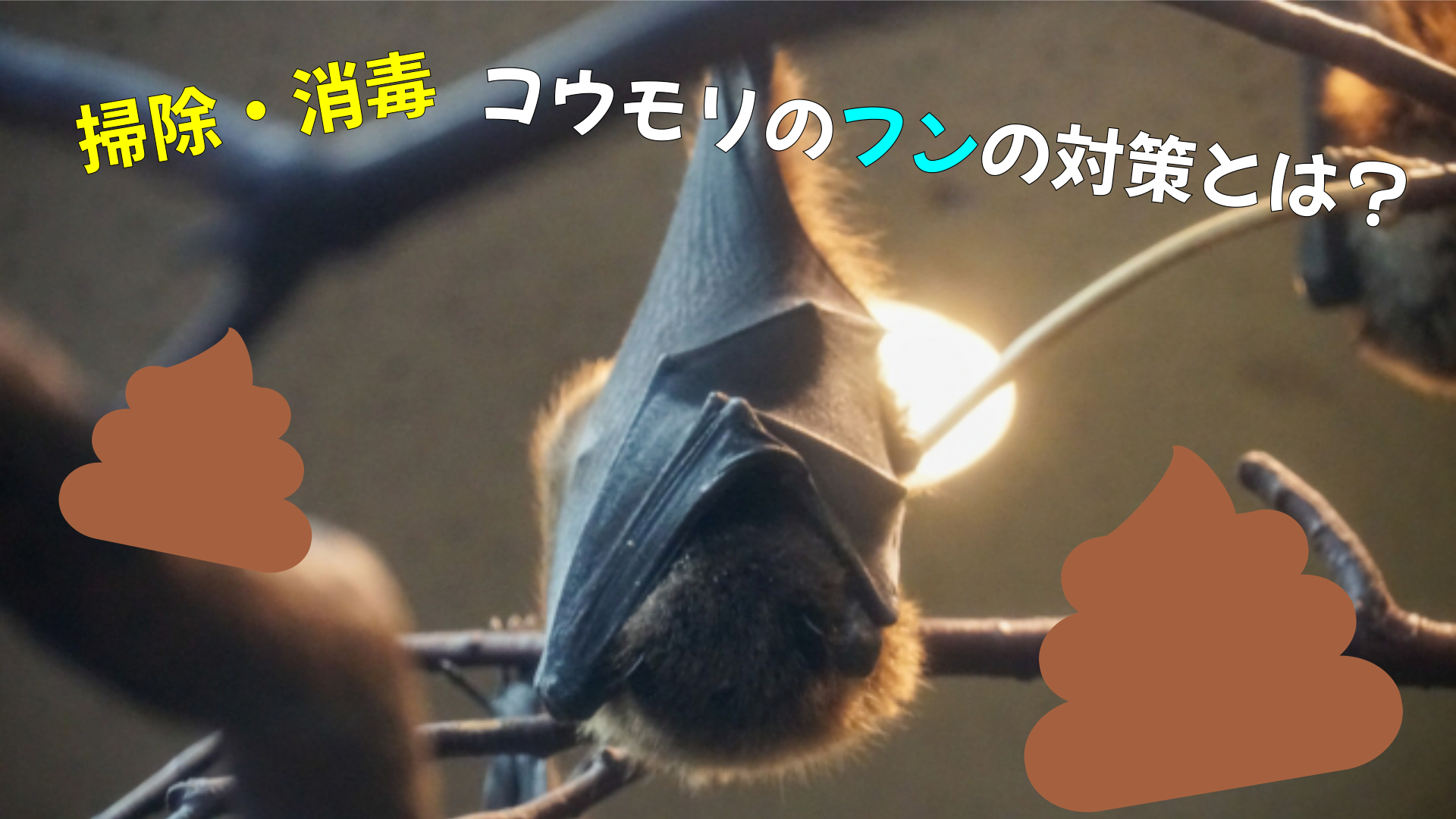 掃除 消毒 コウモリのフンの対策について解説 害獣駆除plus プロが解説するお役立ち情報サイト