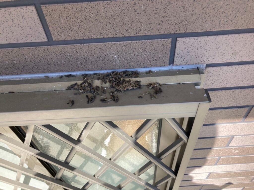 掃除 消毒 コウモリのフンの対策について解説 害獣駆除plus プロが解説するお役立ち情報サイト