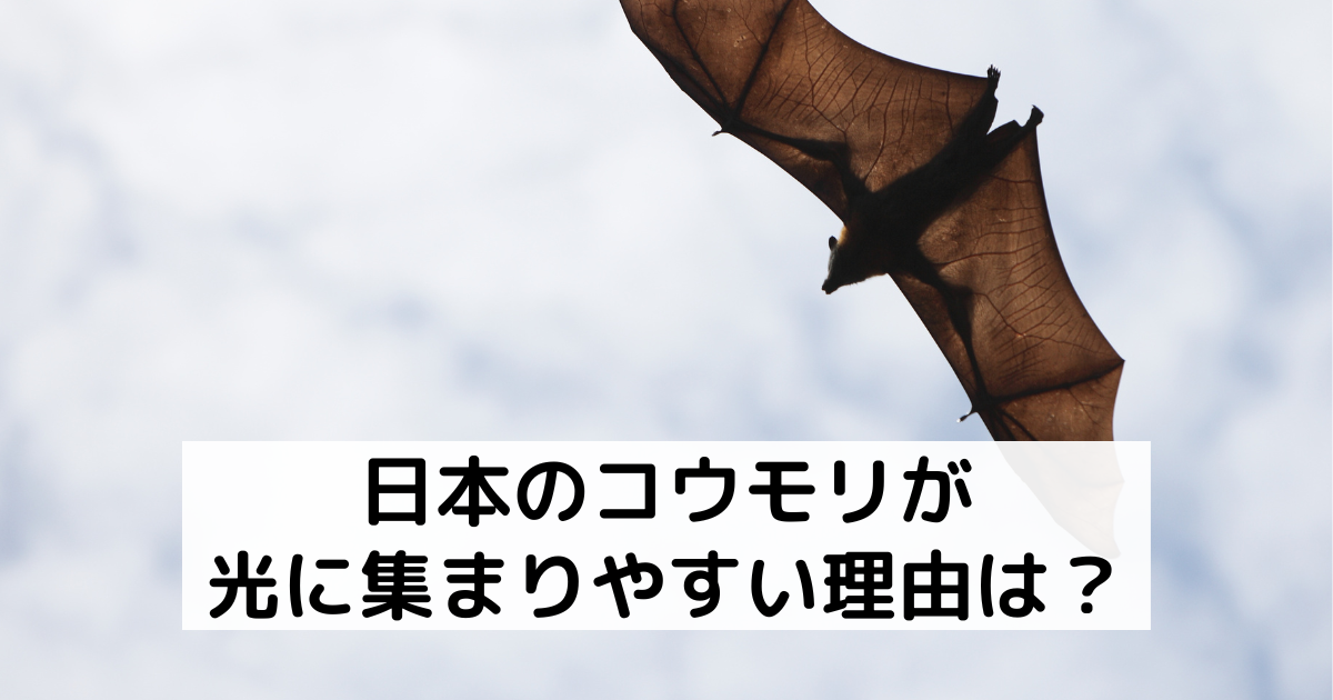 日本のコウモリが光に集まりやすい理由は？