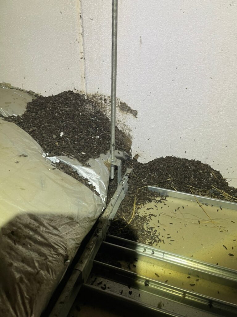 コウモリの鳴き声や騒音被害について ストレスから解放されよう 害獣駆除plus プロが解説するお役立ち情報サイト