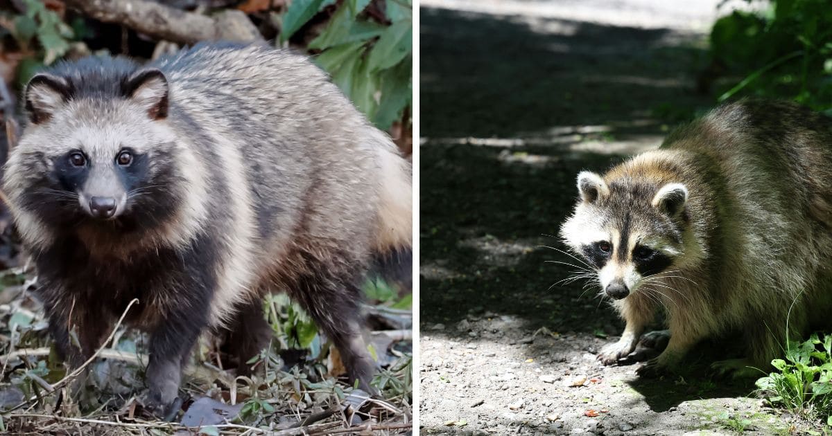 タヌキとアライグマ、危険・凶暴なのはどっち？