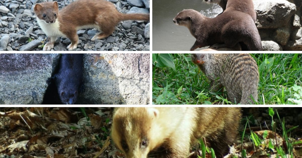 家屋侵入リスクが低いイタチに似た動物5種
