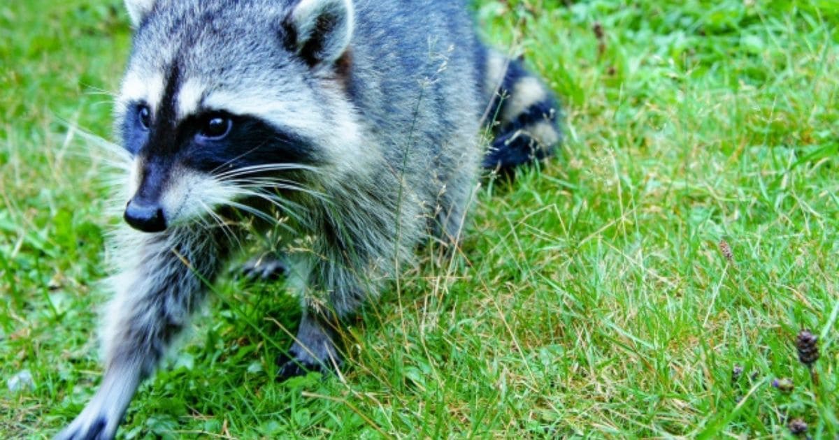 タヌキとアライグマの見た目の違い