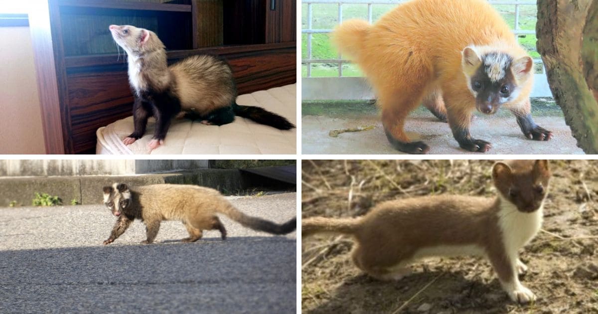家屋侵入リスクが高いイタチに似た動物4種｜特徴と被害
